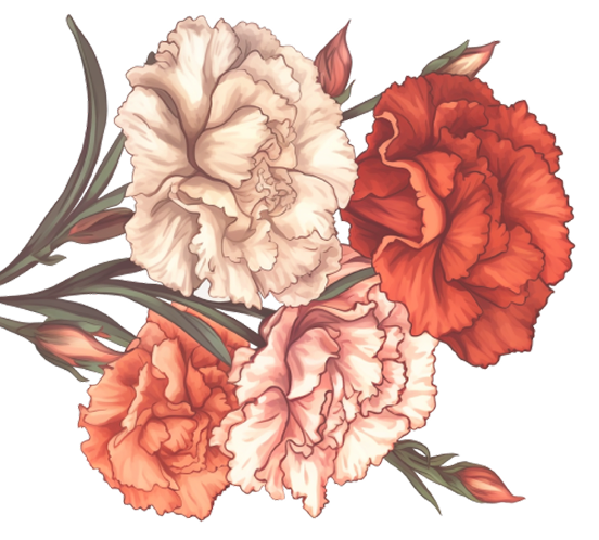 Carnation hero