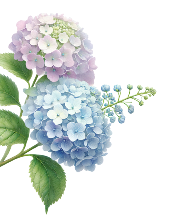 Hydrangea hero