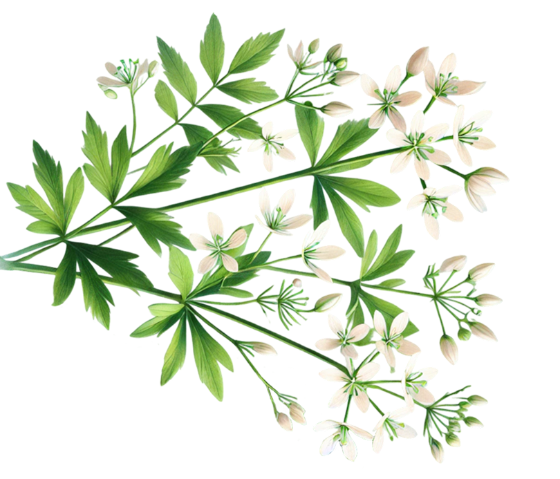Sweet Woodruff hero